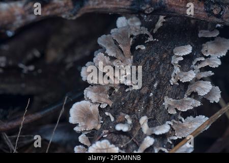 i funghi selvatici a forma di ventaglio sul legno morto Foto Stock