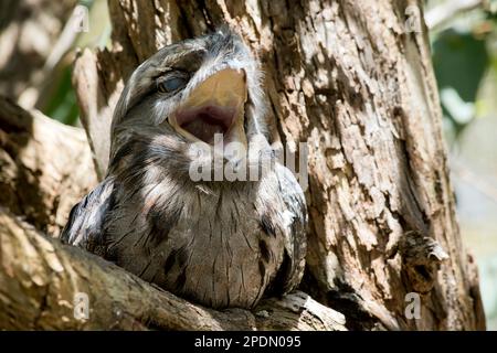 La frogmouth Tawny è grigio-argento, leggermente più pallida sotto, striata e chiazzata di nero e rufoso. L'occhio è giallo in entrambe le forme, e il largo, h Foto Stock