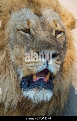 Un grande leone di manna, pantera Leo, visto nel Parco Nazionale di Hwange, Zimbabwe. Foto Stock