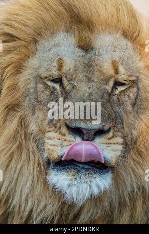 Un grande leone di manna, pantera Leo, visto nel Parco Nazionale di Hwange, Zimbabwe. Foto Stock