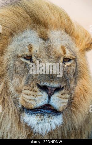 Un grande leone di manna, pantera Leo, visto nel Parco Nazionale di Hwange, Zimbabwe. Foto Stock