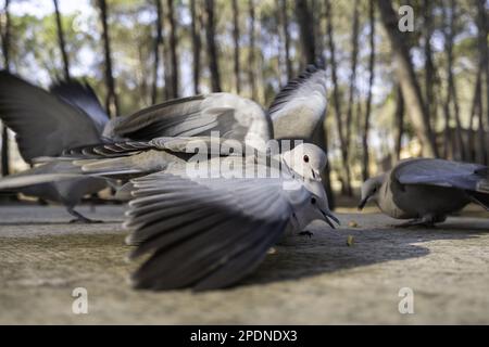 Particolare degli uccelli selvatici nella natura, nell'alimentazione e nella protezione degli animali Foto Stock