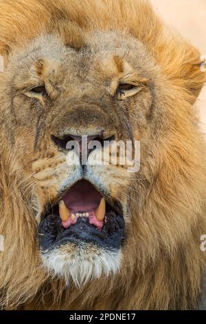 Un grande leone di manna, pantera Leo, visto nel Parco Nazionale di Hwange, Zimbabwe. Foto Stock