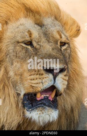 Un grande leone di manna, pantera Leo, visto nel Parco Nazionale di Hwange, Zimbabwe. Foto Stock