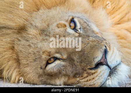 Un grande leone di manna, pantera Leo, visto nel Parco Nazionale di Hwange, Zimbabwe. Foto Stock