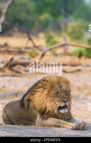 Un grande leone di manna, pantera Leo, visto nel Parco Nazionale di Hwange, Zimbabwe. Foto Stock