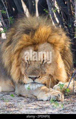 Un grande leone di manna, pantera Leo, visto nel Parco Nazionale di Hwange, Zimbabwe. Foto Stock