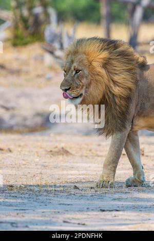 Un grande leone di manna, pantera Leo, visto nel Parco Nazionale di Hwange, Zimbabwe. Foto Stock