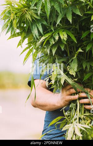Man Holding Heap Bunch Legale Marijuana Verde Cannabis Sprout nelle sue mani. Cannabis bella Marijuana Cannabis pianta. Primo piano Foto Stock