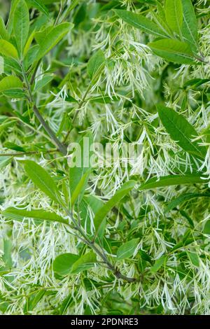 Chionanthus verginicus, frangia, arbusto deciduo con fiori cremosi-bianchi Foto Stock