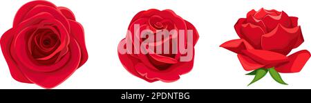 Rose. Set di tre fiori di rosa rossi isolato su sfondo bianco. Illustrazione vettoriale Illustrazione Vettoriale
