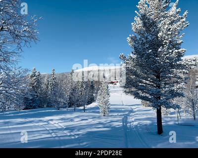Paesaggio invernale delle meraviglie con alberi innevati sotto un cielo azzurro e limpido in una giornata di sole. Nel nord della Svezia Foto Stock