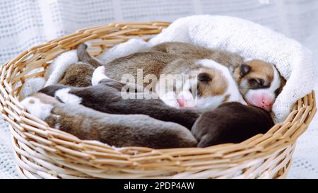 Cuccioli di corgi gallesi sonnolenti e innocenti che si aggrappano l'uno all'altro, sdraiati in una coperta di cesto di vimini su sfondo bianco. Cura e protezione degli animali domestici. Piccola Foto Stock