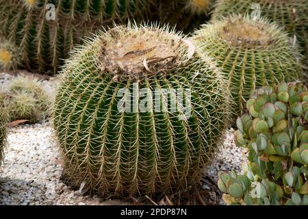 il cactus della sfera è una pianta verde con punte Foto Stock
