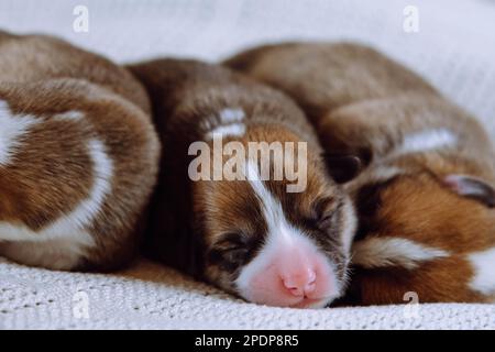 Tre cuccioli di corgi gallesi ciechi, bianchi e neri multicolori, dormi insieme su una morbida coperta bianca in fila. Cuccioli domestici, bisogno Foto Stock