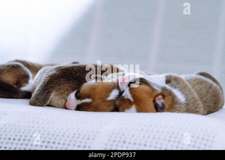 Adorabili cuccioli di corgi gallesi ciechi bianchi, bianchi e neri multicolori che dormono insieme su una morbida coperta bianca in fila. Animali neonati, animali da compagnia purebred Foto Stock