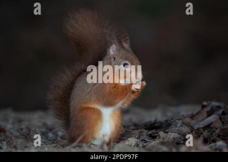 Un ritratto ravvicinato di uno scoiattolo rosso seduto sul pavimento che mangia una noce. Mostra la coda e i ciuffi di orecchie. Tanen al crepuscolo con spazio per la copia Foto Stock