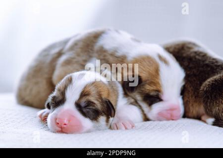 Graziosi e adorabili cuccioli di corgi gallesi ciechi, bianchi e neri multicolori che dormono insieme su una morbida coperta bianca in fila. Neonato Foto Stock