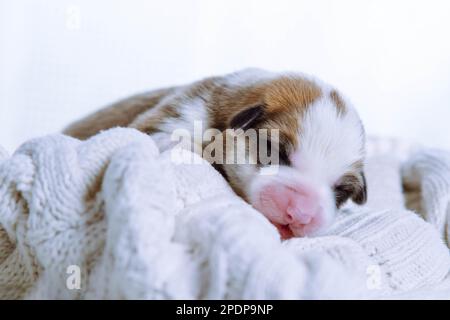 Primo piano adorabile cucciolo di corgi gallesi tricolore dorme su una morbida coperta bianca in studio. Dormi bene e stretto. Comfort e cura per i giovani animali e. Foto Stock