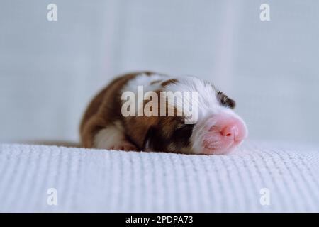 Primo piano adorabile cucciolo tricolorato di corgi gallesi sdraiato su una morbida coperta bianca. Sogni dolci e relax dopo l'allattamento. Comfort e cura per Foto Stock