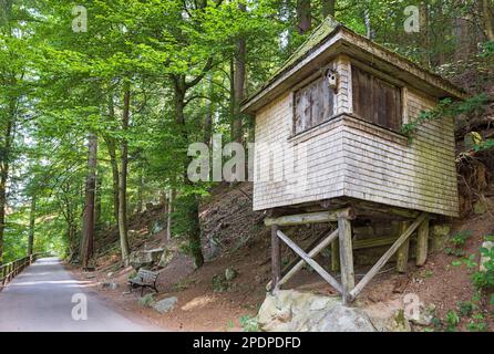 Bella foresta di Schwarzwald nella Germania sud-occidentale Foto Stock