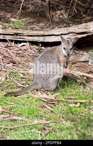 il wallaby delle mammelle è in piedi sulle sue gambe posteriori Foto Stock