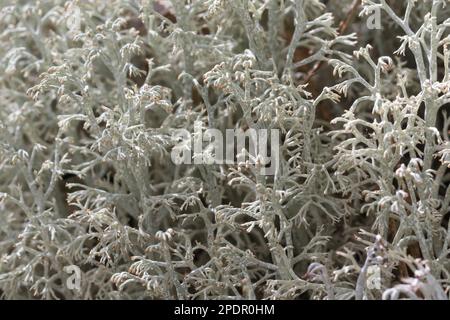 Echte Rentierflechte, Rentierflechte, Isländisch Moos, Isländisches Moos, Cladonia rangiferina, lichen di renna, muschio di renna, muschio di cervo, mos di caribou Foto Stock