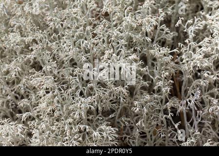 Echte Rentierflechte, Rentierflechte, Isländisch Moos, Isländisches Moos, Cladonia rangiferina, lichen di renna, muschio di renna, muschio di cervo, mos di caribou Foto Stock