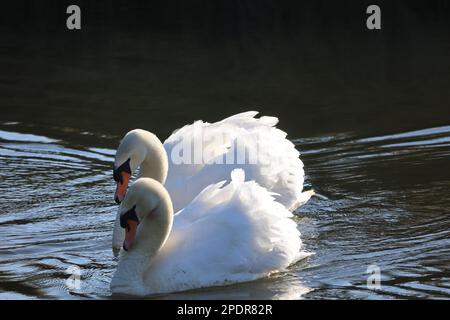 Un paio di graziosi cigni bianchi che scivolano attraverso un tranquillo laghetto al sole. Foto Stock