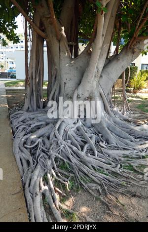 Radici aeree di monstera pianta, gomma pianta, formaggio svizzero Phaphos Pafos zona di Cipro in inverno, sole d'inverno Foto Stock