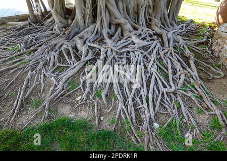 Radici aeree di monstera pianta, gomma pianta, formaggio svizzero Phaphos Pafos zona di Cipro in inverno, sole d'inverno Foto Stock