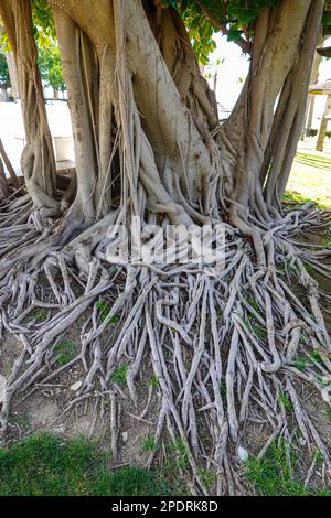 Radici aeree di monstera pianta, gomma pianta, formaggio svizzero Phaphos Pafos zona di Cipro in inverno, sole d'inverno Foto Stock