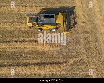 Mietitrebbia parcheggiata in Cornfield, Coljinsplaat, Zeeland, Paesi Bassi, Europa Foto Stock