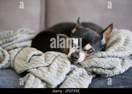 Un cane Chihuahua che si rilassa su un comodo divano coperto da morbide coperte. Foto Stock