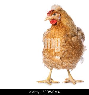 Araucana gallina di razza mista isolata su sfondo bianco Foto Stock