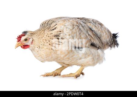 Araucana gallina di razza mista isolata su sfondo bianco guarda alla fotocamera Foto Stock