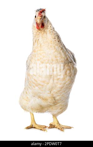 Araucana gallina di razza mista isolata su sfondo bianco guarda alla fotocamera Foto Stock