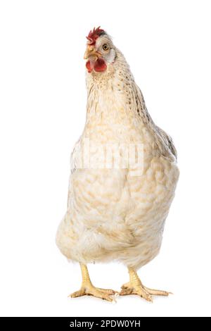 Araucana gallina di razza mista isolata su sfondo bianco guarda alla fotocamera Foto Stock