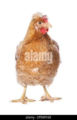 Araucana gallina di razza mista isolata su sfondo bianco Foto Stock