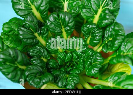 Tatsoy è una varietà asiatica di brassica rapa, coltivata per la cottura di verdure. Cavolo cinese Tatsoi. Foto Stock