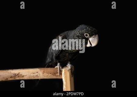 Una femmina australiana dalla coda rossa nera (Calyptorhynchus banksii) con fondo nero Foto Stock