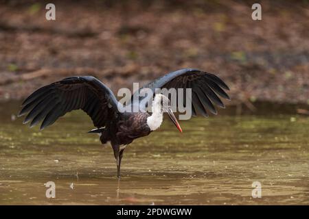 Una cicogna dal collo lanoso, Ciconia episcopus, si trova nel Parco Nazionale di Mana Pools nello Zimbabwe. Foto Stock