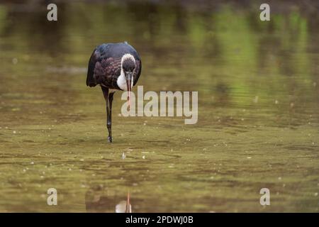 Una cicogna dal collo lanoso, Ciconia episcopus, si trova nel Parco Nazionale di Mana Pools nello Zimbabwe. Foto Stock