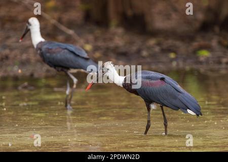 Una cicogna dal collo lanoso, Ciconia episcopus, si trova nel Parco Nazionale di Mana Pools nello Zimbabwe. Foto Stock