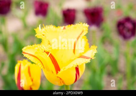 Tulipani gialli con vene rosse primo piano, fiori primaverili Foto Stock