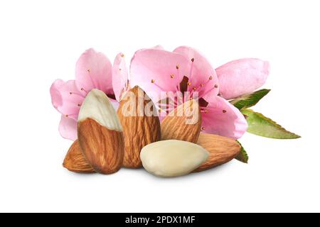Gustose mandorle, fiori rosa e foglie verdi su sfondo bianco Foto Stock