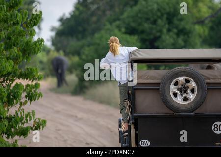 Ospite in jeep guardando elefante africano cespuglio Foto Stock