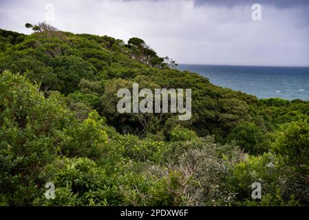 Vista su una duna di sabbia vegetata con il mare sullo sfondo Foto Stock