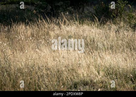 Campo di erbe fiorite coperto in rugiada mattina presto Foto Stock