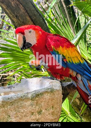 Una vivace Ara rossa arroccata su una roccia grigia e che mangia frutta Foto Stock